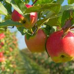 Apple Orchards & Farms