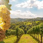 The Top Wineries of Hendersonville