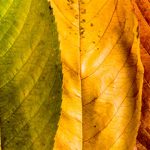 Fall Bucket List: Hendersonville, NC