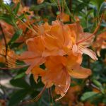 Bullington Gardens