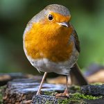 Birding In and Around Hendersonville